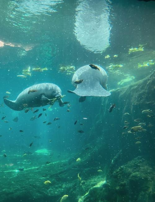 珠海长隆海洋王国酒店套票