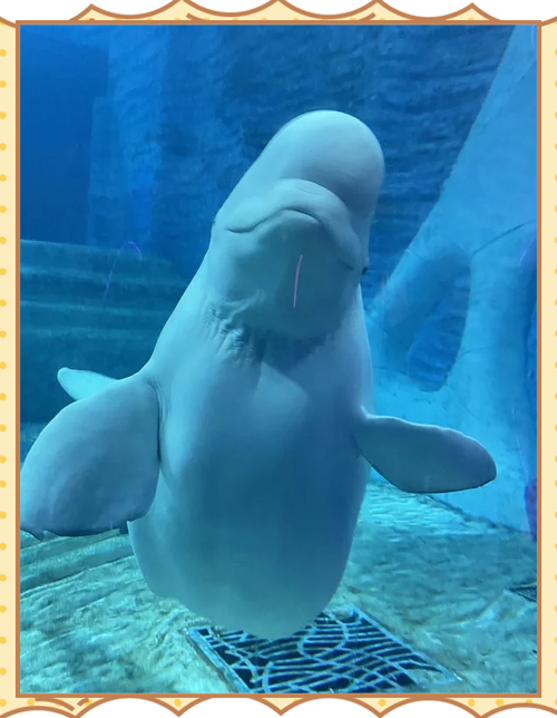 三亚亚特兰蒂斯酒店电话