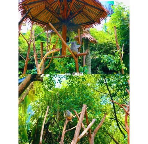 广州长隆野生动物园自驾游