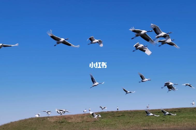 大庆 齐齐哈尔 自驾游