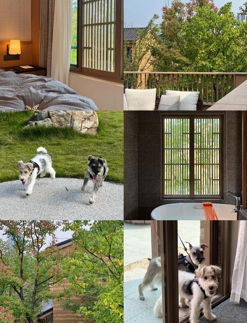 成都可以带宠物的酒店