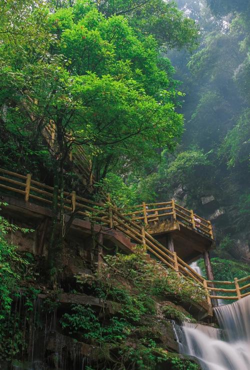 成都到碧峰峡自驾游攻略