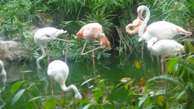 香江野生动物园 自驾游