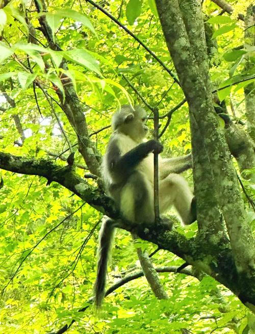 滇金丝猴公园自驾游团购