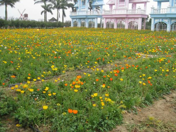 番禺百万葵园二日自驾游