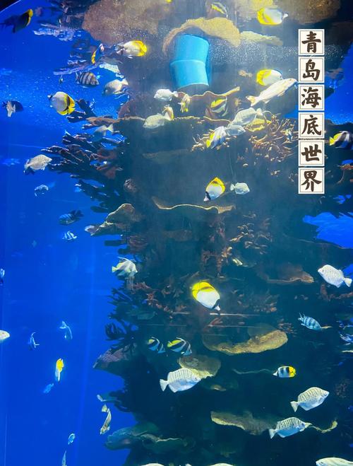 青岛海底世界二日自驾游