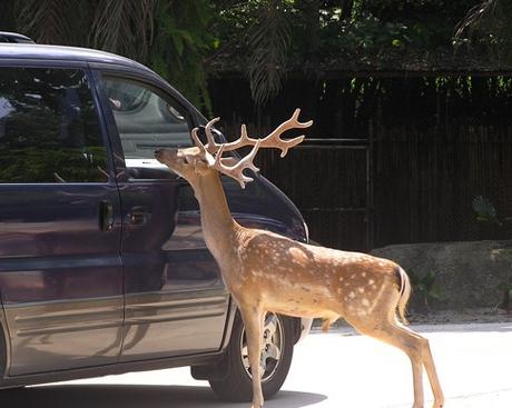自驾游香江野生动物世界
