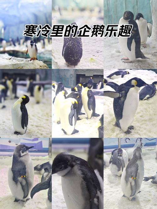 珠海海洋王国企鹅酒店