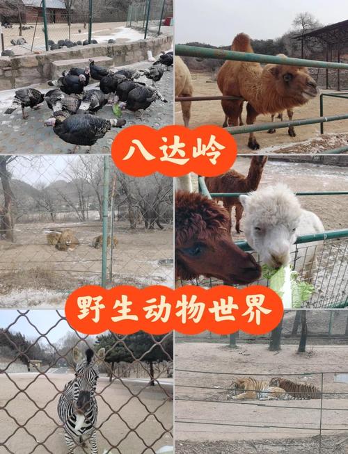 八达岭野生动物园自驾游