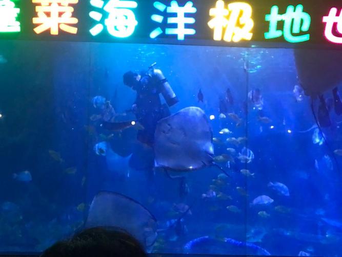 自驾游蓬莱海洋极地世界