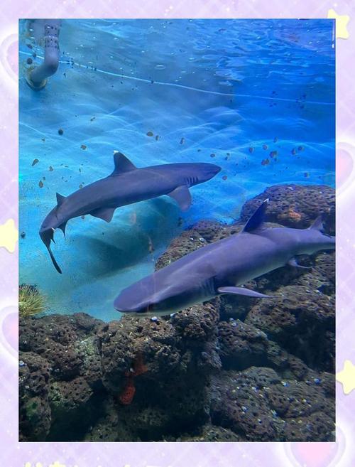 自驾游蓬莱海洋极地世界