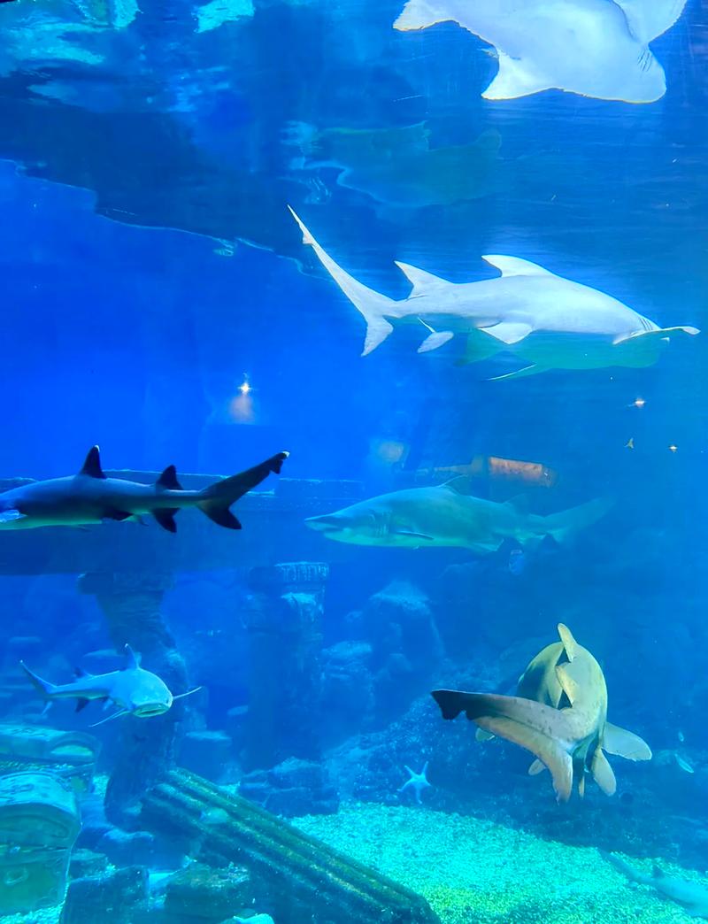 自驾游青岛极地海洋世界