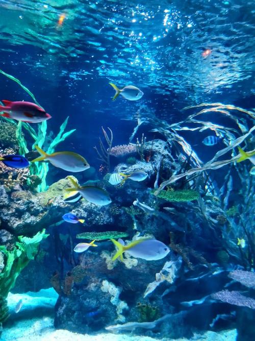 上海长风海洋世界自驾游