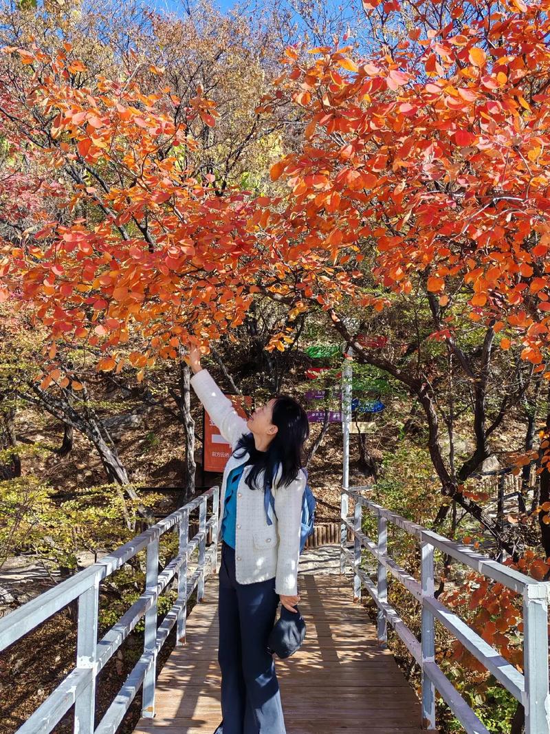 自驾游鲁商红叶柿岩景区