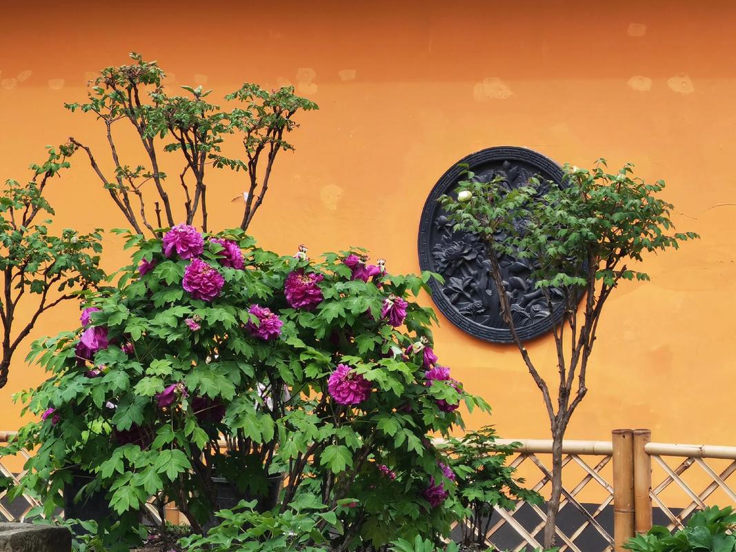 彭州旅游景点大全2025