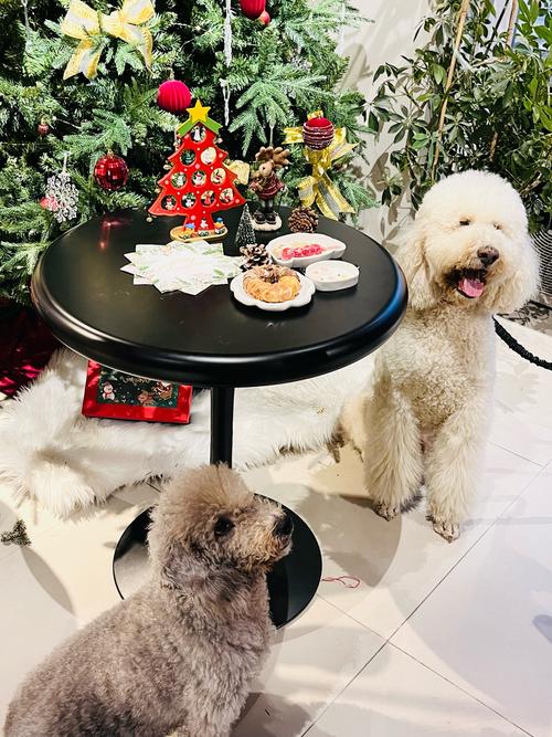 青岛可以带宠物的酒店