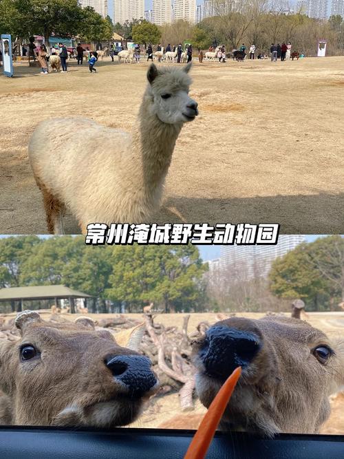 常州野生动物园自驾游