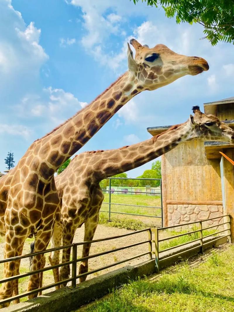 常州野生动物园自驾游