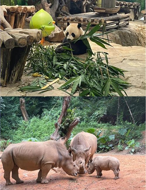 广州长隆熊猫酒店套票