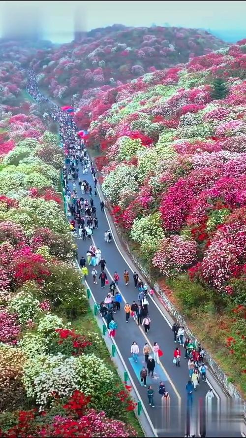 百里杜鹃大草原自驾游