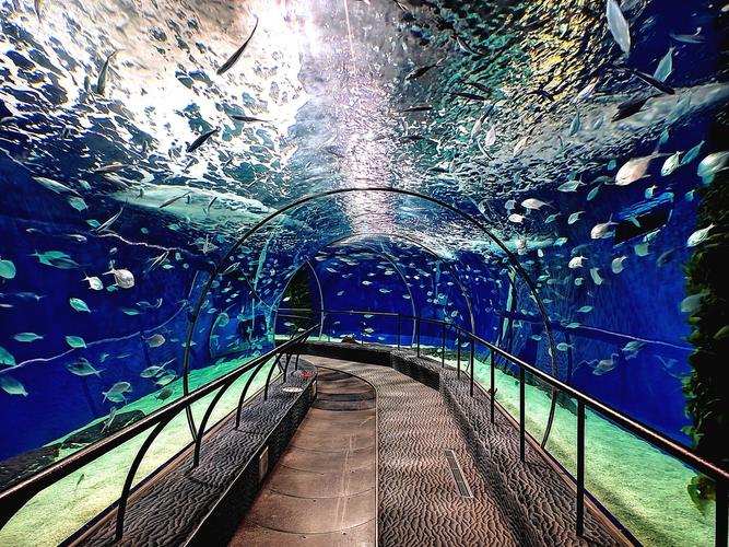 上海海洋水族馆自驾游