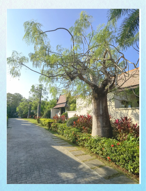 三亚亚龙湾铂尔曼酒店