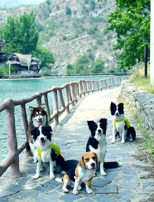 沈阳带狗狗可以去的景点