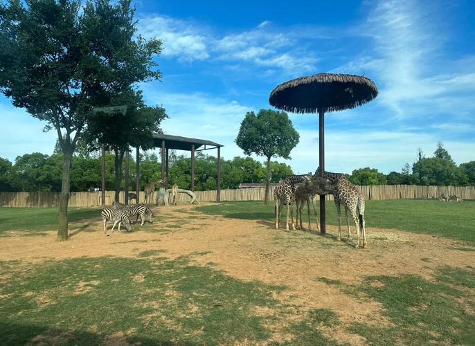 上海野生动物园周边景点