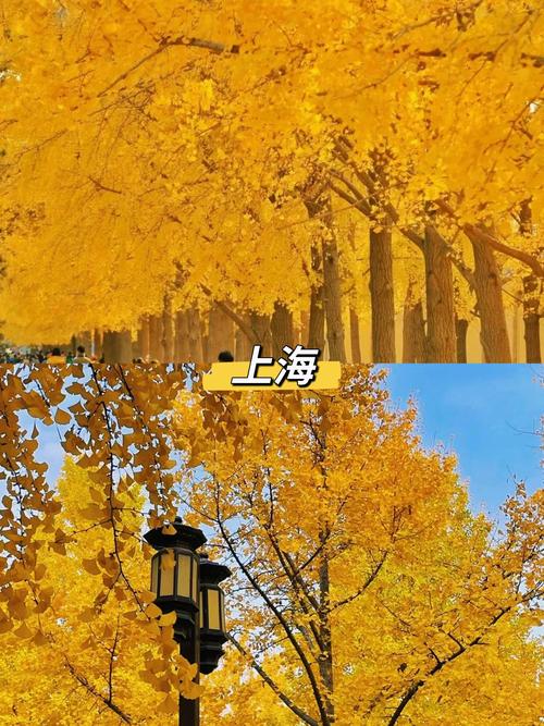 上海11月旅游景点推荐