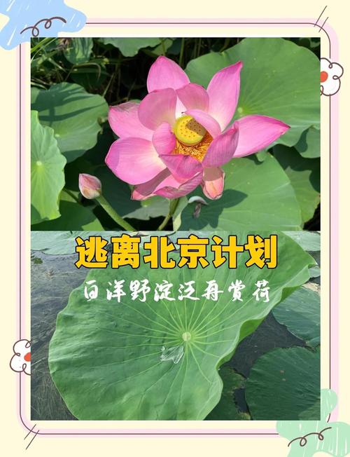 北京白洋淀自驾游攻略