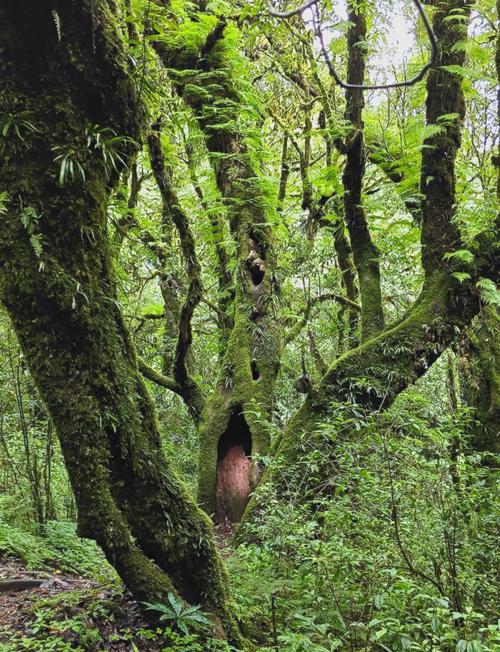 哀牢山自驾游旅游攻略