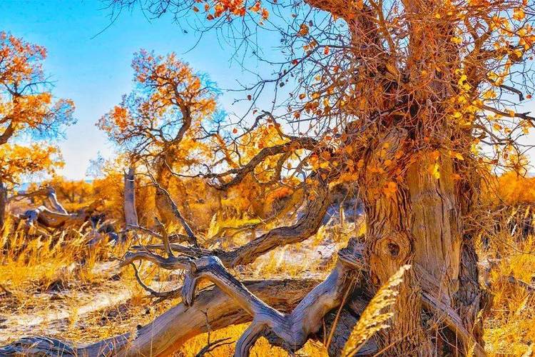 木垒胡杨林自驾游住宿