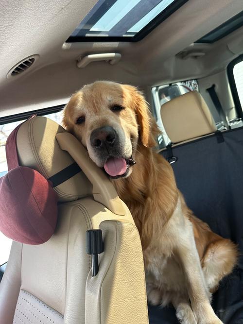 自驾游带着金毛去旅行