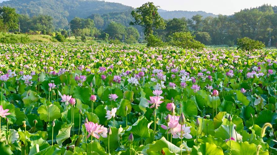 新塘周边旅游景点大全