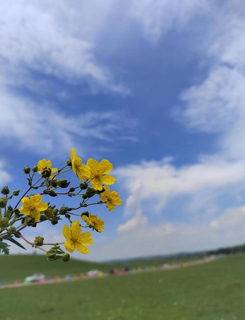 青岛十一到草原自驾游
