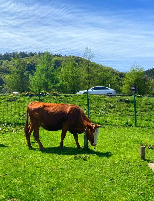 仙女山里面有哪些景点