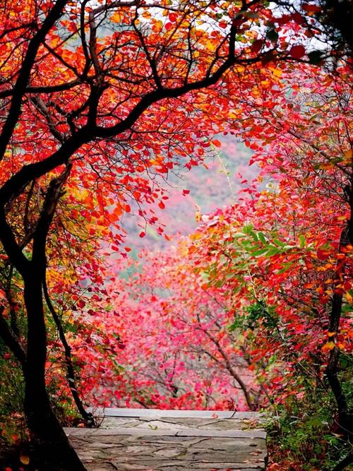 河南看红叶的旅游景点