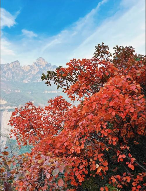 河南看红叶的旅游景点