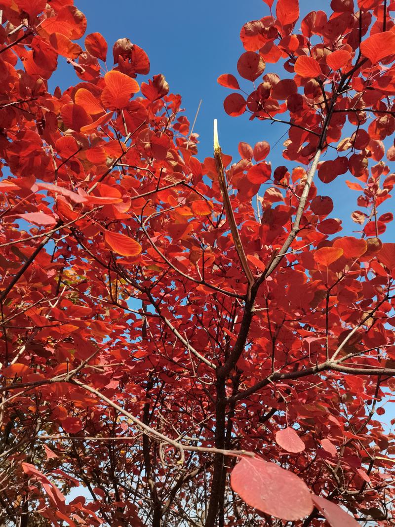 河北看红叶的旅游景点