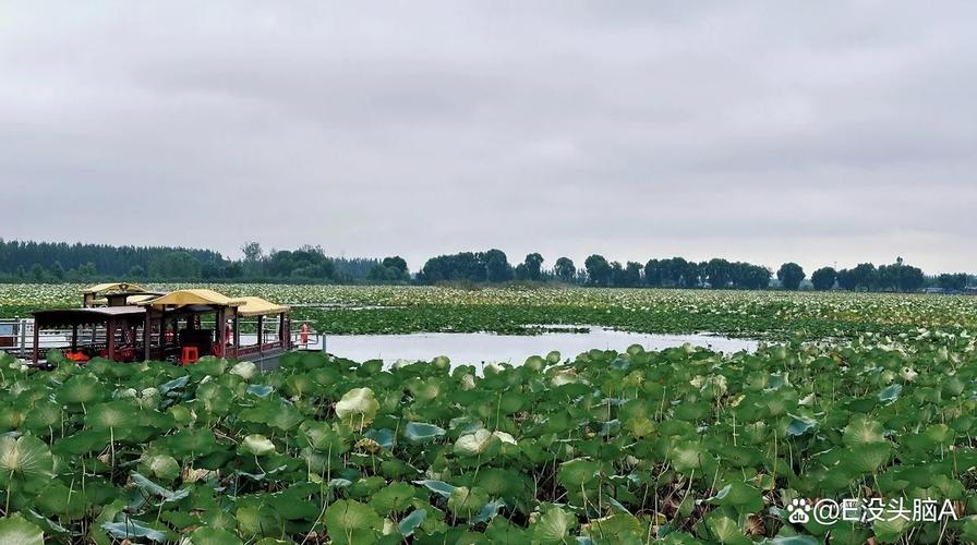 济宁微山湖湿地自驾游