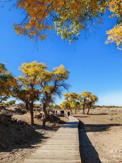 北京内蒙胡杨林自驾游