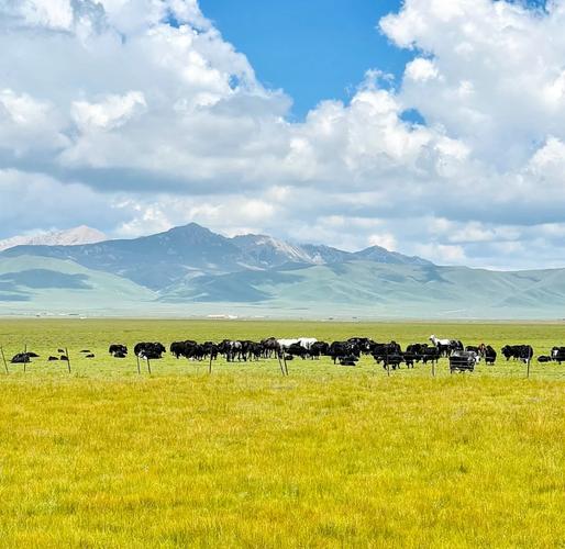 诺尔盖草原带狗自驾游