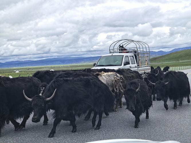 诺尔盖草原带狗自驾游