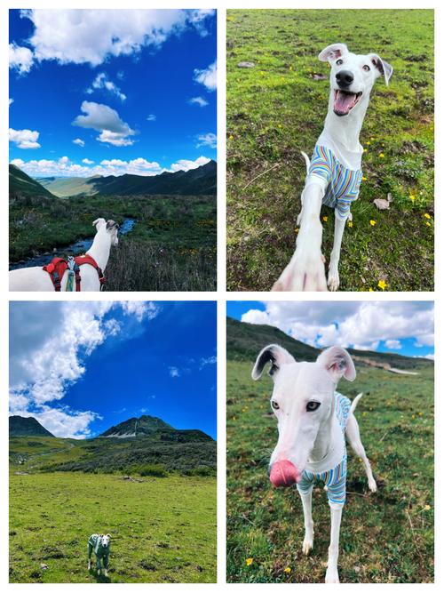 诺尔盖草原带狗自驾游