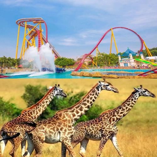 广州长隆景点图片大全