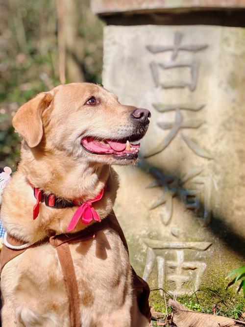 全国可以带狗狗的景点