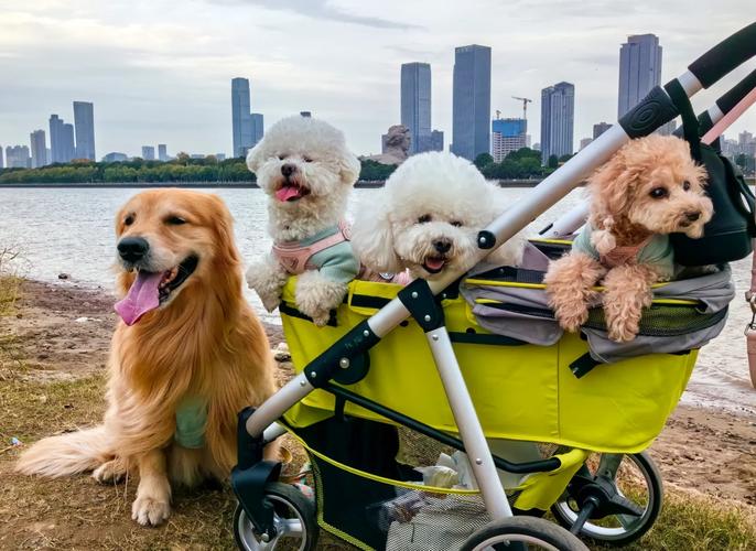 全国可以带狗狗的景点