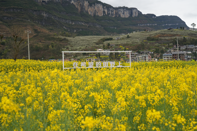 桐梓旅游花海景点大全