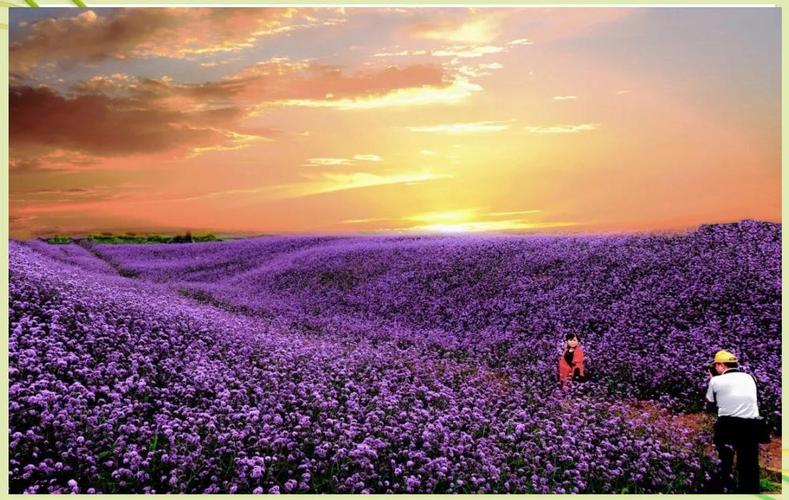 桐梓旅游花海景点大全